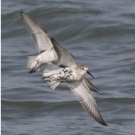 Piovanello_pancianera_Corriere_grosso_volo_Sacca_Scardovari_11_10_2014_60138688sf_.jpg