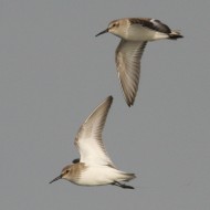 Piovanello_pancianera_volo_Laguna_sud_Venezia_9_1_2008_3627sf_.jpg