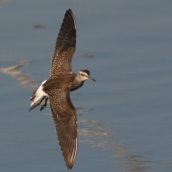 Piro_piro_boschereccio_Parco_San_Giuliano_29_7_2008_0036sf_.jpg