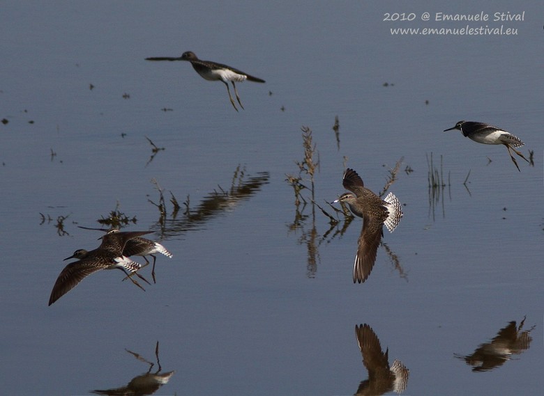 Piro_piro_boschereccio_volo_Ca_Bianca_27_3_2010_6933_.jpg