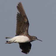 Piro_piro_culbianco_volo_Vallesina_27_7_2015_0461sf_.jpg