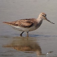 Piro_piro_Terek_Marano_Lagunare_7_9_2013_20130907_124538sf_.jpg