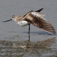 Piro_piro_Terek_ala_Marano_Lagunare_7_9_2013_7734sf_.JPG
