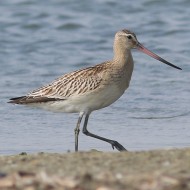 Pittima_minore_Sacca_Scardovari_2016_09_10_4298sf_.jpg