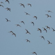 Pittima_reale12_03_2016_.jpg