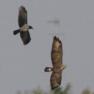 Cornacchia_grigia_Poiana_San_Giuliano_parco_15_10_2010_3838sf_.jpg