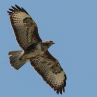 Poiana_05_06_2015_2_.jpg