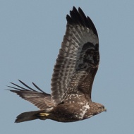 Poiana_18_02_2015_.jpg