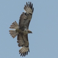 Poiana_20_05_2011_.jpg