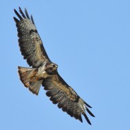 Poiana_23_07_2010_.jpg
