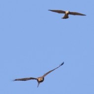 Poiana_Gheppio_volo_Colli_Euganei_8_3_2015_0902sf_.jpg