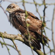 Poiana_juv_07_12_07_.jpg