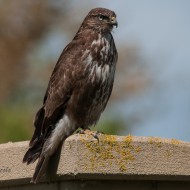 Poiana_juv_09_04_2014_.jpg