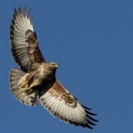Poiana_volo_C_Sabratha_23_1_2011_0887sf_.jpg