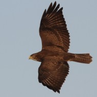 Poiana_volo_Fossalon_30_12_2012_2252sf_.jpg