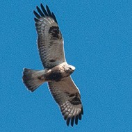 Poiana_calzata_16_10_2010_.jpg