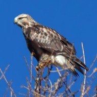 poianacalzata_juv_nov2015_01_.jpg