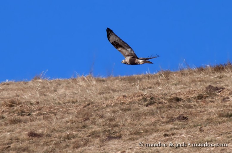 poianacalzata_juv_nov2015_02_.jpg