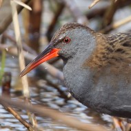 Porciglione_Rallus_Aquaticus04_1200_.jpg