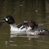Quattrocchi_Zoo_Lignano_26_9_2010_0162sf_.JPG