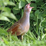 re_di_quaglie_1905_.jpg