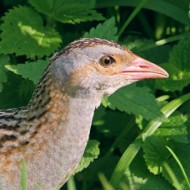 re_di_quaglie_1907_.jpg
