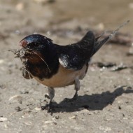 Rondine_Lio_Piccolo_19_4_2012_2300sf_.jpg