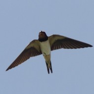 Rondine_volo_Porto_Falconera_25_8_2012_8615sf_.jpg