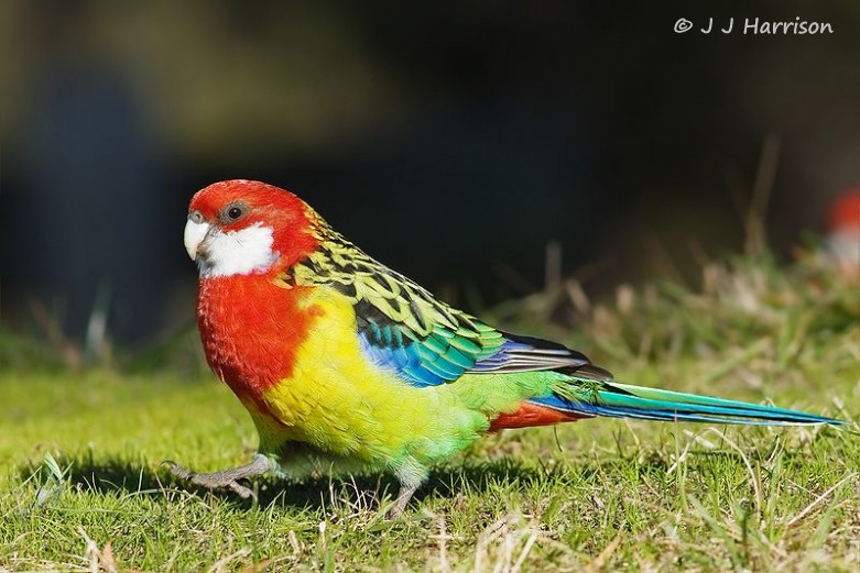 800px-Platycercus_eximius_diemenensis_female.jpg