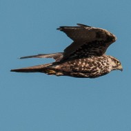 Falco_sacro_18_10_2010_.jpg