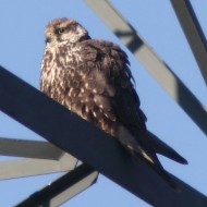 Falco_sacro_Hortobagy_18_10_2011_7722sf_.JPG