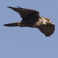 Falco_sacro_volo_Hortobagy_18_10_2011_7781sf_.jpg