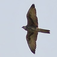 Sacro_Papadopoli_TV_26092010_fz02_.jpg