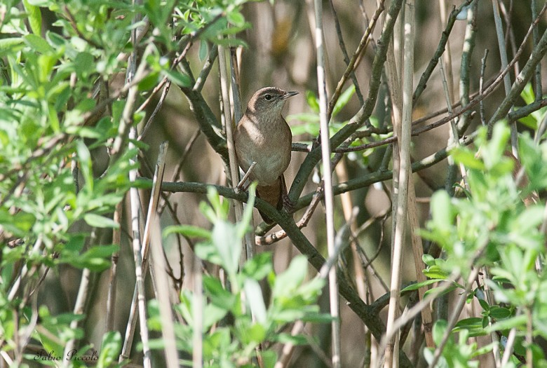 Salciaiola.26.04.2013.jpg