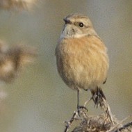 salsib_an_1498_.JPG
