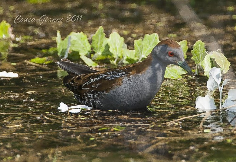 Schiribilla%20grigiataGConca7399_2_.jpg