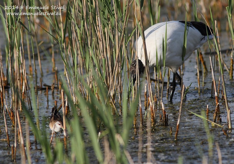 Ibis_sacro_Schiribilla_Vallesina_7_4_2014_7873_.jpg