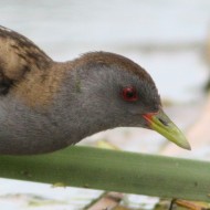 Schiribilla_San_Giuliano_parco_30_4_2009_0156sf_.JPG