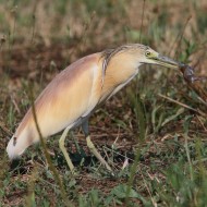 Sgarza_ciuffetto_Arvicola_Vallesina_27_7_2015_9964sf_.jpg
