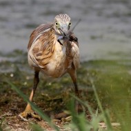Sgarza_ciuffetto_Libellula_Vallesina_18_6_2011_0091sf_.jpg