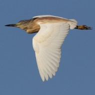 Sgarza_ciuffetto_volo_Vallesina_2_7_2011_8775sf_.jpg