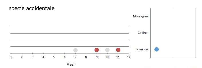 skua_grafici.jpg