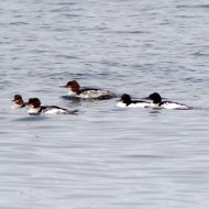 smergomaggiore_gruppo_giu2009_.jpg