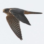 Smeriglio_volo_Bibione_risaie_19_10_2013_0517sf_.jpg