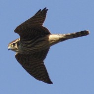 Smeriglio_volo_Hortobagy_17_10_2011_5167sf_.jpg