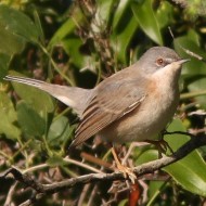 Sterpazzolina_Circeo_parco_15_10_2009_2609sf_.jpg