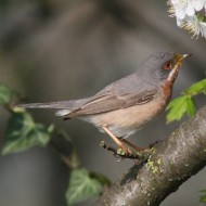 Sterpazzolina_San_Giuliano_parco_8_4_2009_3709sf_.jpg