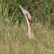 tarabuso_IMG_5564V_.jpg