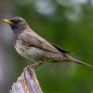 163836516.sdu1PfLz.Tordogolanera114_.jpg
