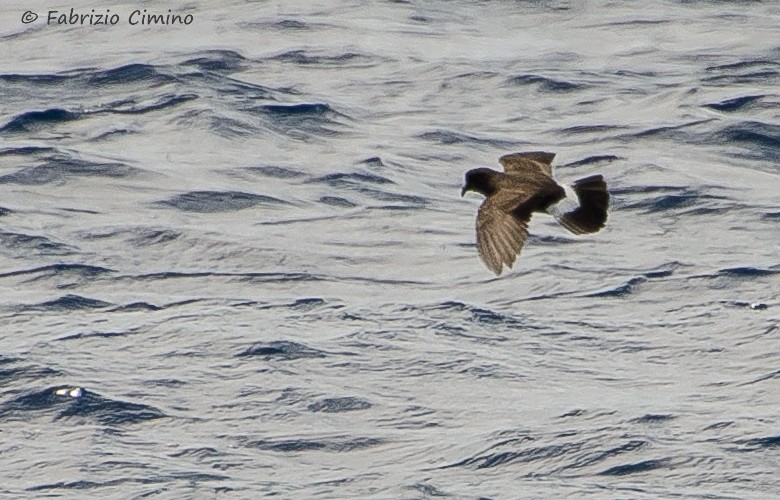a590_Hydrobates pelagicus_.jpg
